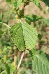 Amaranthus retroflexus