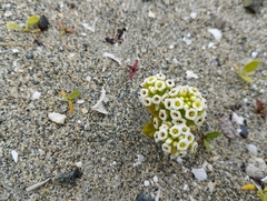 Menonvillea minima