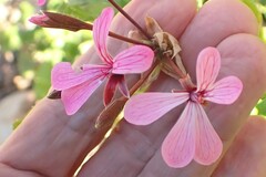 Pelargonium zonale