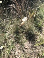 Oenothera glaucifolia