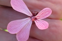 Pelargonium zonale