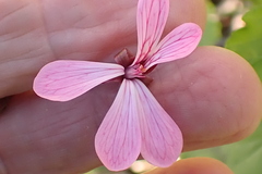 Pelargonium zonale