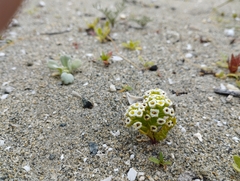 Menonvillea minima