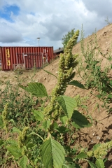 Amaranthus retroflexus