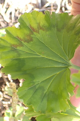 Pelargonium zonale