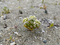 Menonvillea minima