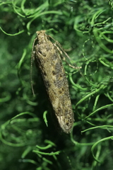 Scrobipalpa