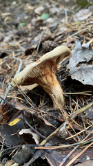 Paxillus involutus