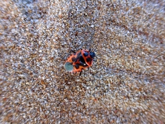 Eurydema spectabilis