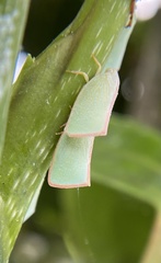 Sanurus