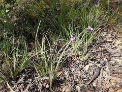 Patersonia occidentalis