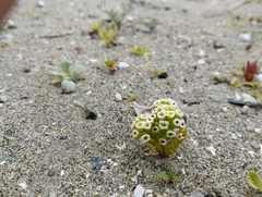 Menonvillea minima
