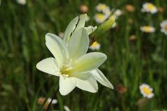 Sparaxis grandiflora
