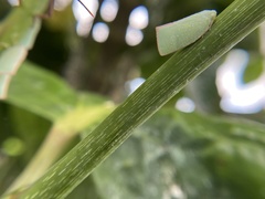 Sanurus