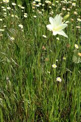 Sparaxis grandiflora