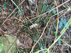 Liriope spicata