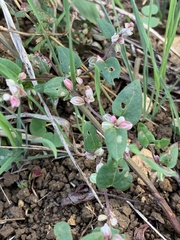 Fallopia convolvulus
