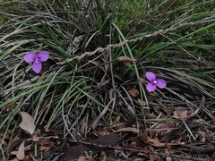 Patersonia occidentalis