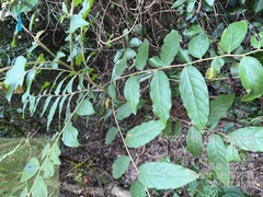 Glochidion philippicum