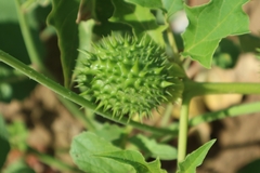 Datura stramonium