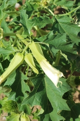 Datura stramonium