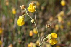 Hermannia multiflora