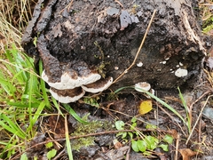 Polyporales
