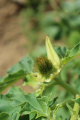 Datura stramonium