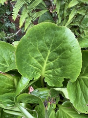 Bergenia