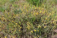 Hermannia multiflora