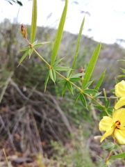 Labichea lanceolata