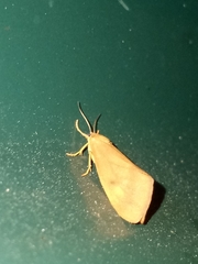 Virbia aurantiaca