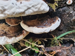 Polyporales