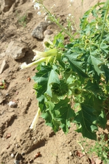 Datura stramonium