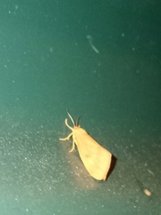 Virbia aurantiaca