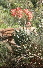 Aloe perfoliata