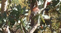 Protea nitida