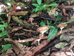 Microporus xanthopus