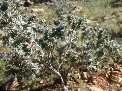 Protea nitida