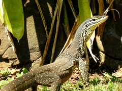 Varanus panoptes panoptes