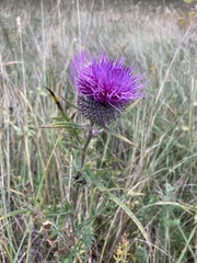 Cirsium decussatum