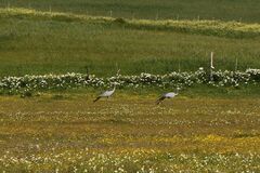 Anthropoides paradiseus