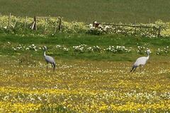 Anthropoides paradiseus