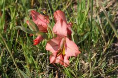 Gladiolus meliusculus