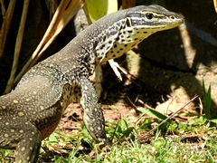 Varanus panoptes panoptes