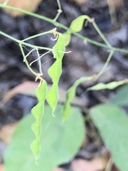 Desmodium glabellum