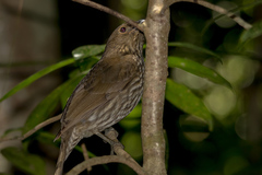 Scenopoeetes dentirostris