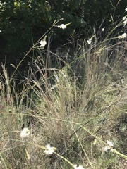 Oenothera glaucifolia