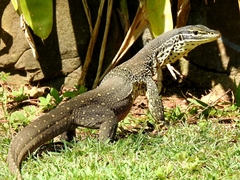 Varanus panoptes panoptes