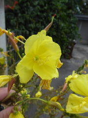 Oenothera